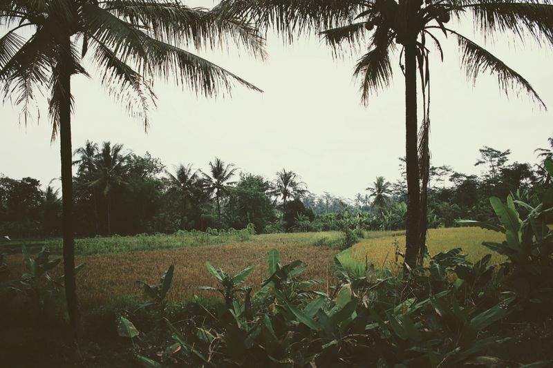 Consulenza agronomica